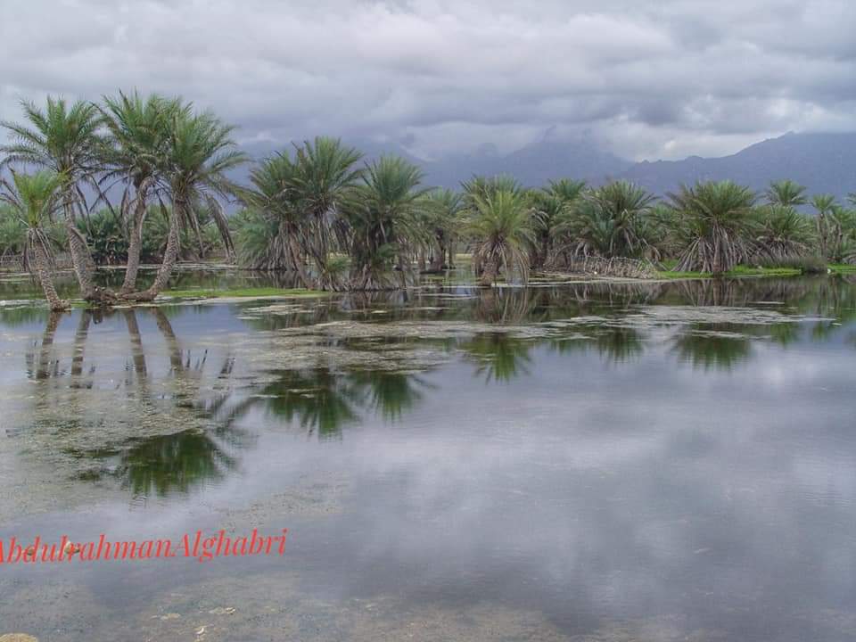 بيئة جزيرة سقطرى اليمنية. صورة (والرئيسية) للفنان والمصور اليمني عبدالرحمن الغابري.
