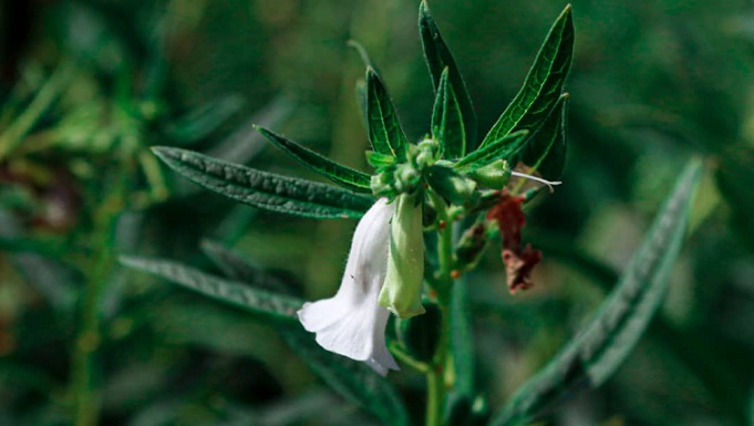 إرادة الحياة تتجسد في حالة محمد الزرنوقي أقوى من قذائف الموت