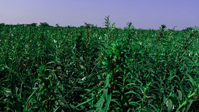 مزرعة السمسم تمثل علامة تحدٍ لأجواء الحرب التي فرضتها المليشيات