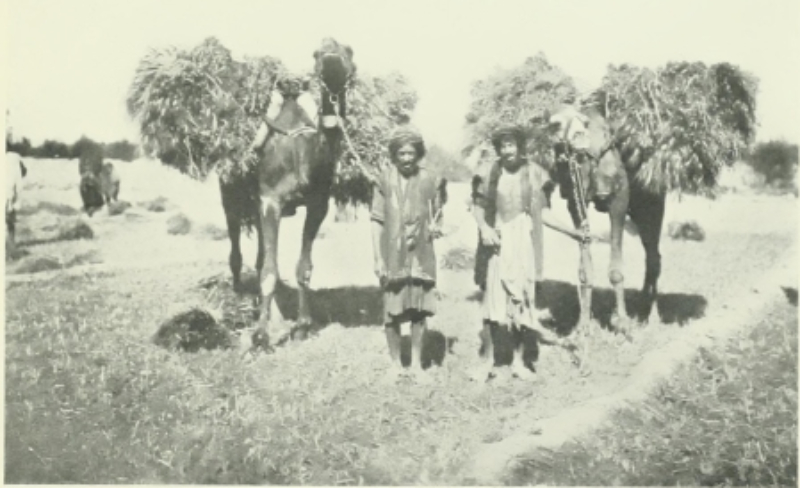 صور-لليمن-قام-بتصويرها-الرحالة-الألماني-هيرمان-بورشارت