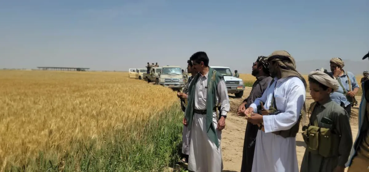 الجوف.. قيود حوثية تخنق مزارعي القمح وتكدس محاصيلهم