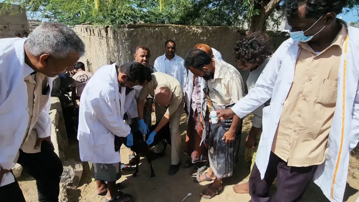 المخا.. اطلاق حملة تحصين بيطرية لحماية الثروة الحيوانية