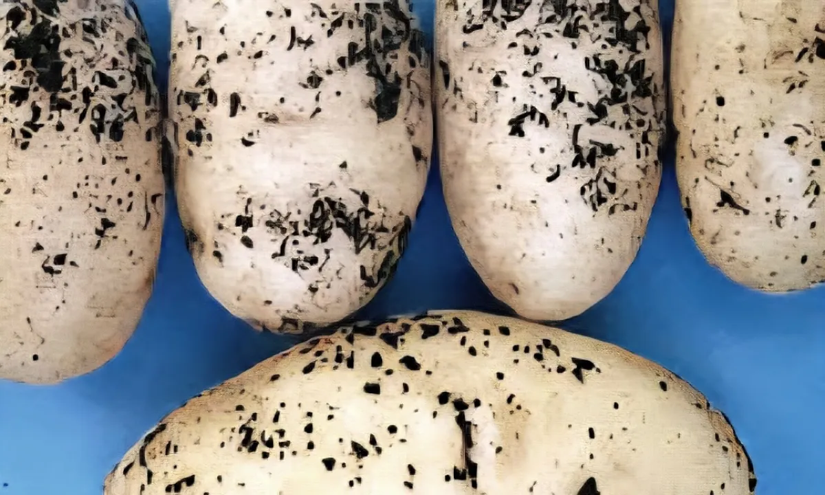 جريمة حوثية تهدد الأمن الغذائي.. إدخال بذور بطاطس ملوثة بـ"العفن البني"