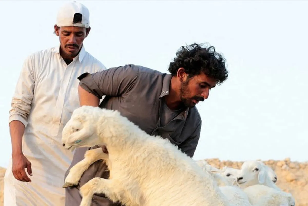 العيد في مأرب.. أضاحٍ بأسعار مرتفعة وسيولة غائبة