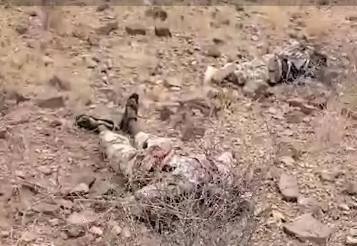 فيديو| الإعلام العسكري: العثور على جثث لعناصر من حركة الشباب الصومالية قاتلوا في صفوف الحوثيين بالساحل الغربي